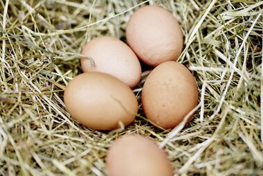 Eier von glücklichen Hühnern | © © Michael Hochfellner_Mittersill Plus