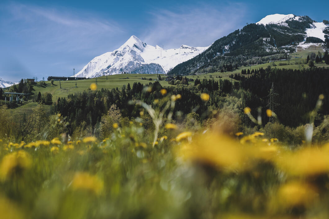 Gletscherfrühling am Kitzsteinhorn Kitzsteinhorn-Gletscher über grüner Landschaft mit gelben Blumen im Vordergrund