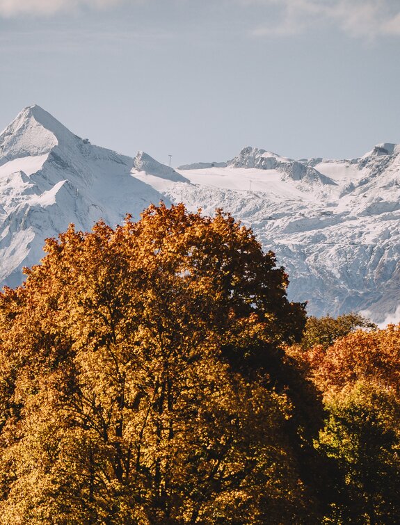 Autumn treetops in front of snow-capped mountains under a blue sky