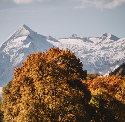 Herbstliche Baumkrone vor schneebedeckten Bergen unter blauem Himmel