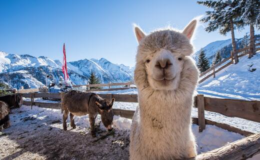 The petting zoo with alpacas, woolly pigs, chicken, bunnies and donkeys is worth a visit in summer as well as in winter.  | © Kitzsteinhorn