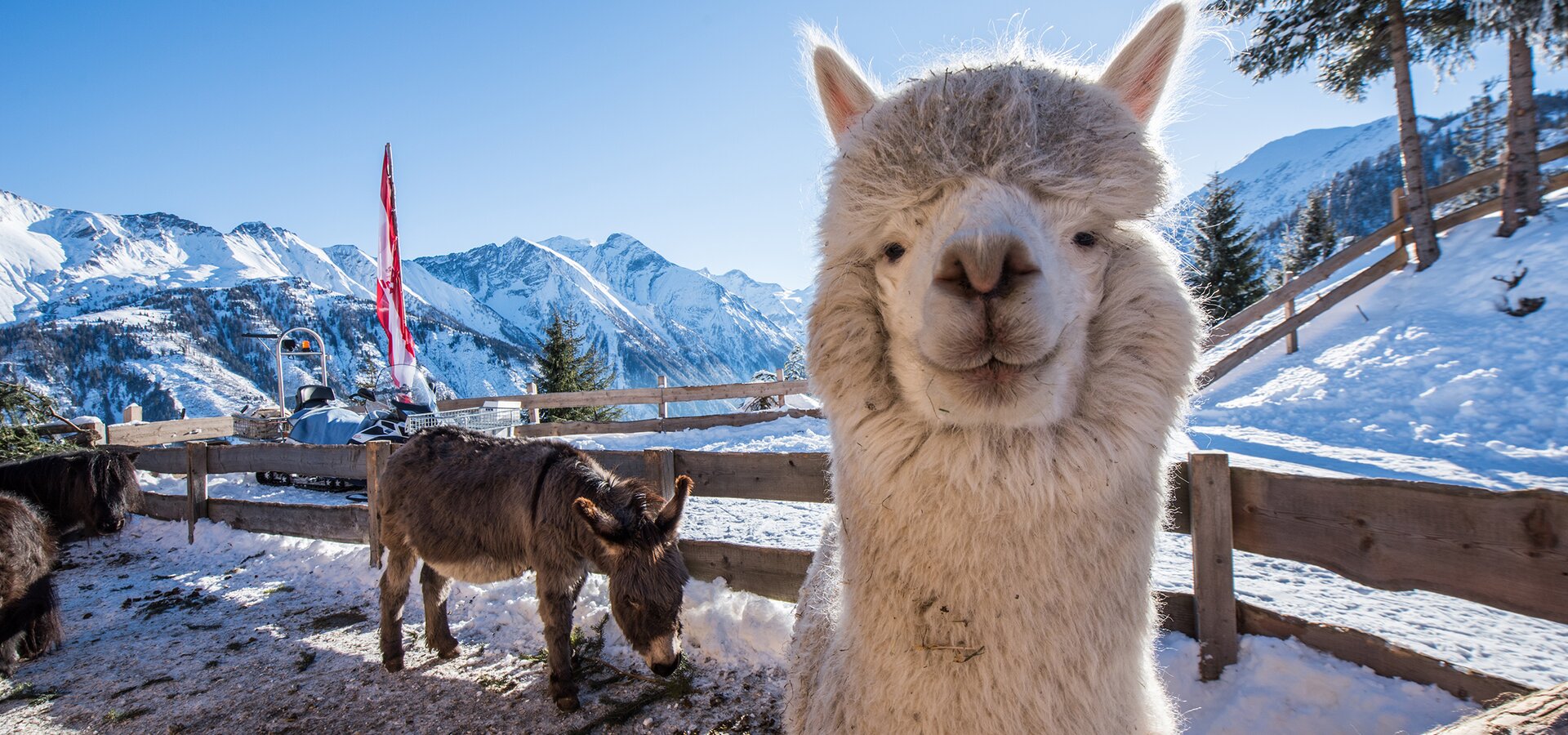 The petting zoo with alpacas, woolly pigs, chicken, bunnies and donkeys is worth a visit in summer as well as in winter.  | © Kitzsteinhorn