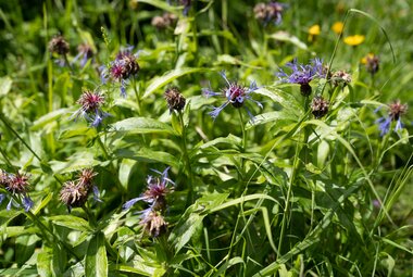 Disteln und viele Alpenblumen zeigen die Artenvielfalt der Fauna. 