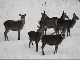 Ein besendertes Hirschtier | © Josef Zandl Ein besendertes Hirschtier | © Josef Zandl