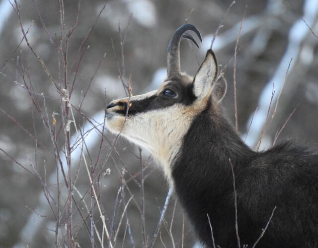 Bei den Aufforstungen und der Waldpfelge wurden für das Wild Verbissgehölze eingeplant die vom Wild gerne angenommen werden | © Josef Zandl