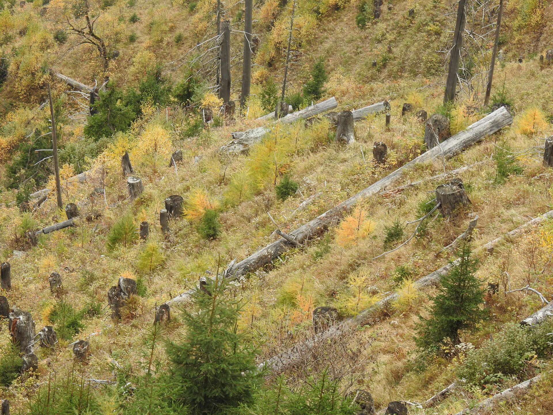 Im Schutz liegengelassener Baumstämme und Wurzelstöcke hat sich ein bunter Mischwald entwickelt | © Josef Zandl Im Schutz liegengelassener Baumstämme und Wurzelstöcke hat sich ein bunter Mischwald entwickelt | © Josef Zandl