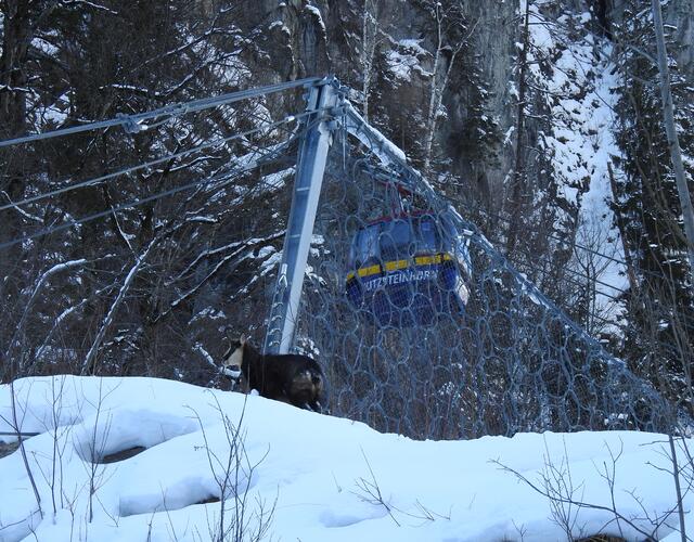 Die Gletscherbahnen Kaprun nehmen in guter Zusammenarbeit mit dem Gut Fischhorn bei der touristischen Entwicklung Rücksicht auf die Bedürfnisse der Wildtiere | © Josef Zandl